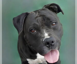 American Pit Bull Terrier Dogs for adoption in Pasadena, CA, USA