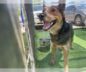 Mutt Dogs for adoption in Waco, TX, USA