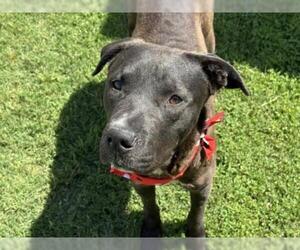 Mutt Dogs for adoption in Tulsa, OK, USA