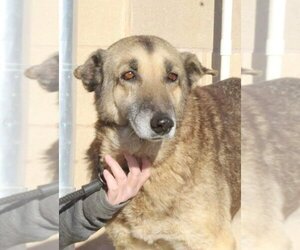 German Shepherd Dog Dogs for adoption in Stephens City, VA, USA