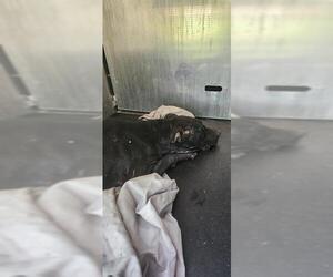 Labrador Retriever-Unknown Mix Dogs for adoption in San Antonio, TX, USA