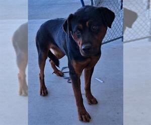 Mutt Dogs for adoption in Bakersfield, CA, USA