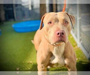 American Pit Bull Terrier Dogs for adoption in Orlando, FL, USA