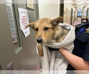 German Shepherd Dog-Unknown Mix Dogs for adoption in Martinez, CA, USA