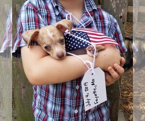 Chiweenie Dogs for adoption in Boonville, MO, USA