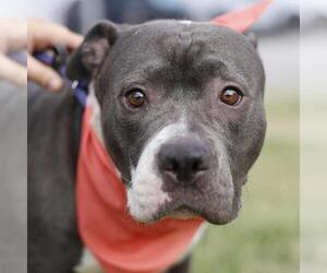 American Staffordshire Terrier-Unknown Mix Dogs for adoption in San Antonio, TX, USA
