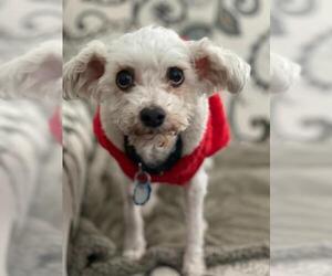 Bichon Frise Dogs for adoption in Salt Lake City, UT, USA