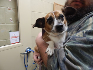 Chihuahua Dogs for adoption in Pikeville, KY, USA