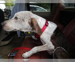 Treeing Walker Coonhound-Unknown Mix Dogs for adoption in Ocala, FL, USA
