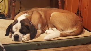Saint Bernard Dogs for adoption in Minneapolis, MN, USA