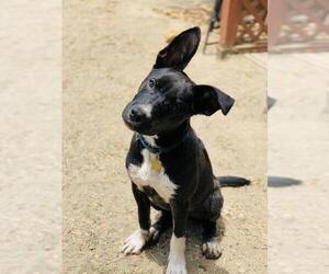 Labrador Retriever-Unknown Mix Dogs for adoption in Seal Beach, CA, USA