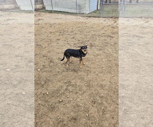 Chipin Dogs for adoption in Maquoketa, IA, USA