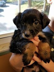 Medium Photo #1 Beagle-Unknown Mix Puppy For Sale in Wilmington, DE, USA