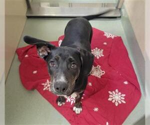 Bluetick Coonhound-Labrador Retriever Mix Dogs for adoption in South Lake Tahoe, CA, USA