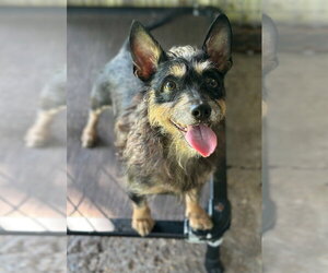 Mutt Dogs for adoption in Oak Bluffs, MA, USA