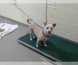 Chihuahua-Unknown Mix Dogs for adoption in Denver, CO, USA