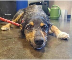 Mutt Dogs for adoption in Rockwall, TX, USA