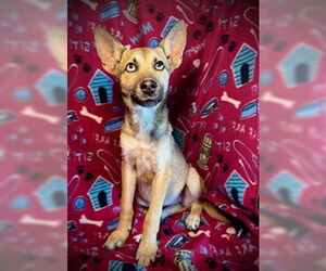 Chihuahua-Siberian Husky Mix Dogs for adoption in Pleasanton, TX, USA