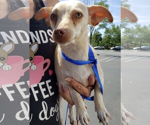 Dachshund Dogs for adoption in Arlington, WA, USA