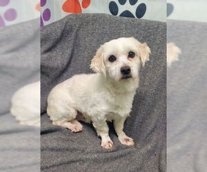 Maltese Dogs for adoption in Lake City, MI, USA