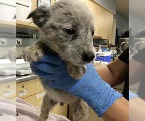 Australian Cattle Dog Dogs for adoption in Riverside, CA, USA