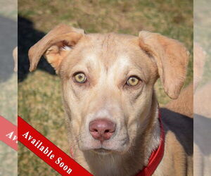 Catahoula Leopard Dog-Unknown Mix Dogs for adoption in Huntley, IL, USA