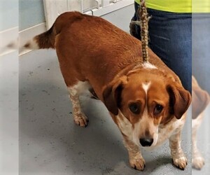 Basset Hound Dogs for adoption in Hillsdale, IN, USA
