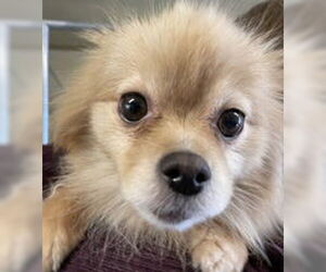 Pomeranian Dogs for adoption in Salinas, CA, USA