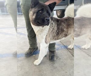 Akita Dogs for adoption in Bakersfield, CA, USA
