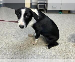 Border Collie-Unknown Mix Dogs for adoption in Visalia, CA, USA