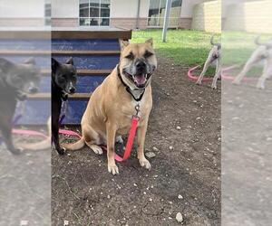 Mutt Dogs for adoption in San Antonio, TX, USA