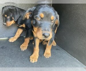 Rottweiler Dogs for adoption in Santa Barbara, CA, USA