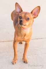 Chipin Dogs for adoption in Alpharetta, GA, USA