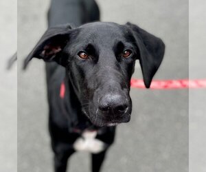 Lab-Pointer Dogs for adoption in Canton, CT, USA
