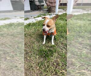 Chihuahua Dogs for adoption in Palmetto, FL, USA