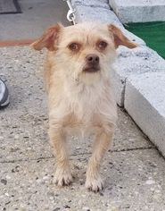 Cairn Terrier-Unknown Mix Dogs for adoption in Perth Amboy, NJ, USA