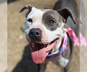 American Staffordshire Terrier-Unknown Mix Dogs for adoption in San Antonio, TX, USA