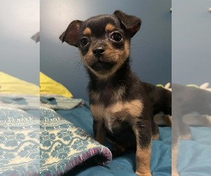 Chihuahua Dogs for adoption in Social Circle, GA, USA
