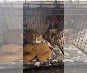 Cheagle Dogs for adoption in Virginia Beach, VA, USA