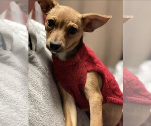 Chihuahua Dogs for adoption in Winter, WI, USA