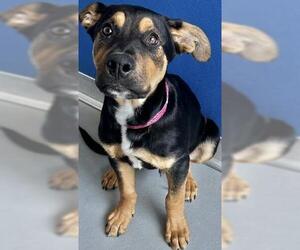German Shepherd Dog-Unknown Mix Dogs for adoption in Visalia, CA, USA