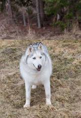 Siberian Husky Dogs for adoption in Ashland, WI, USA