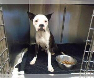American Boston Bull Terrier Dogs for adoption in Waco, TX, USA