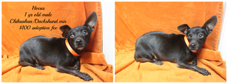 Chiweenie Dogs for adoption in Jefferson City, TN, USA