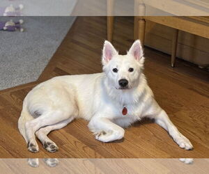 Samoyed-Unknown Mix Dogs for adoption in Aurora, CO, USA