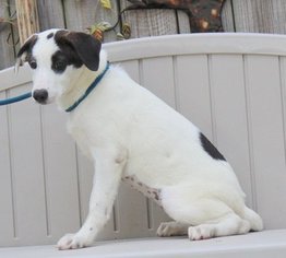 Jack-Rat Terrier Dogs for adoption in Yardley, PA, USA