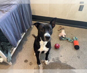 Border Collie-Unknown Mix Dogs for adoption in Redwood City, CA, USA