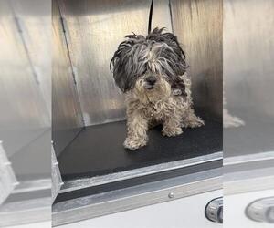 Havanese Dogs for adoption in San Antonio, TX, USA