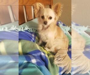 Papillon Dogs for adoption in Bon Carbo, CO, USA