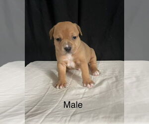 American Staffordshire Terrier-Labrador Retriever Mix Dogs for adoption in Brewster, NY, USA